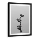 Liriope I - Renee W. Stramel | Cuadro decorativo de Canvas Lab