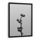 Liriope I - Renee W. Stramel | Cuadro decorativo de Canvas Lab