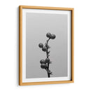 Liriope I - Renee W. Stramel | Cuadro decorativo de Canvas Lab