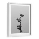 Liriope I - Renee W. Stramel | Cuadro decorativo de Canvas Lab