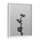 Liriope I - Renee W. Stramel | Cuadro decorativo de Canvas Lab