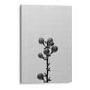 Liriope Ii - Renee W. Stramel | Cuadro decorativo de Canvas Lab