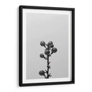 Liriope Ii - Renee W. Stramel | Cuadro decorativo de Canvas Lab