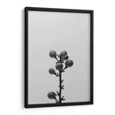 Liriope Ii - Renee W. Stramel | Cuadro decorativo de Canvas Lab