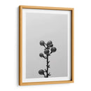 Liriope Ii - Renee W. Stramel | Cuadro decorativo de Canvas Lab