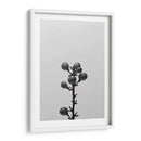 Liriope Ii - Renee W. Stramel | Cuadro decorativo de Canvas Lab