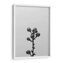 Liriope Ii - Renee W. Stramel | Cuadro decorativo de Canvas Lab