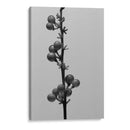 Liriope Iv - Renee W. Stramel | Cuadro decorativo de Canvas Lab