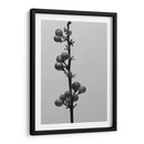 Liriope Iv - Renee W. Stramel | Cuadro decorativo de Canvas Lab