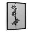 Liriope Iv - Renee W. Stramel | Cuadro decorativo de Canvas Lab