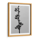 Liriope Iv - Renee W. Stramel | Cuadro decorativo de Canvas Lab