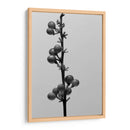 Liriope Iv - Renee W. Stramel | Cuadro decorativo de Canvas Lab