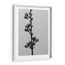 Liriope Iv - Renee W. Stramel | Cuadro decorativo de Canvas Lab