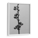 Liriope Iv - Renee W. Stramel | Cuadro decorativo de Canvas Lab