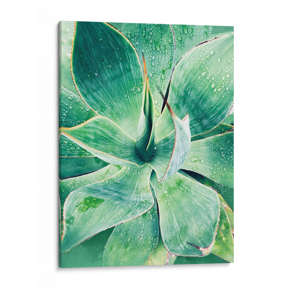 Verde Tropical Suculento I - Irena Orlov | Cuadro decorativo de Canvas Lab