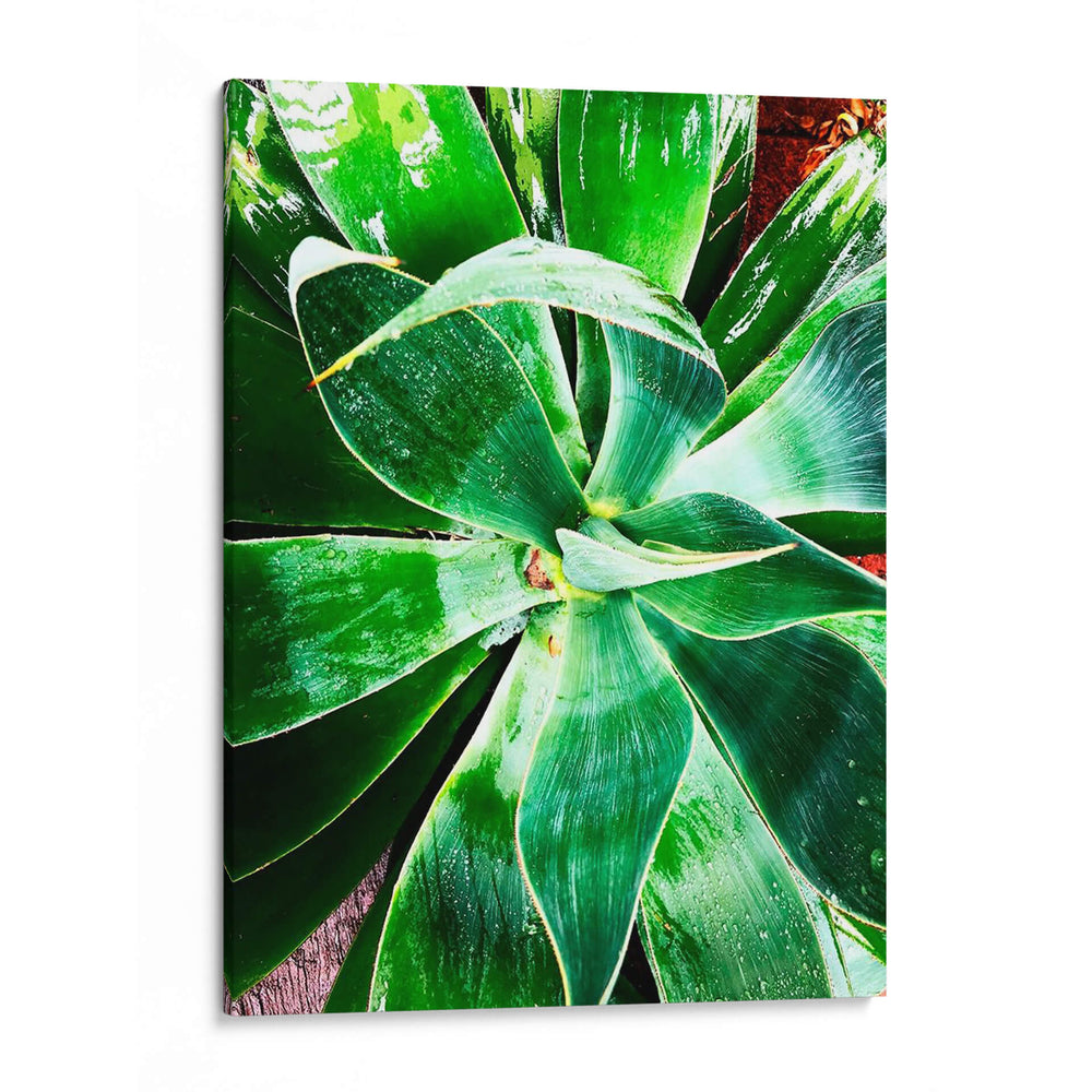 Verde Tropical Suculento Ii - Irena Orlov | Cuadro decorativo de Canvas Lab