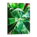 Verde Tropical Suculento Ii - Irena Orlov | Cuadro decorativo de Canvas Lab