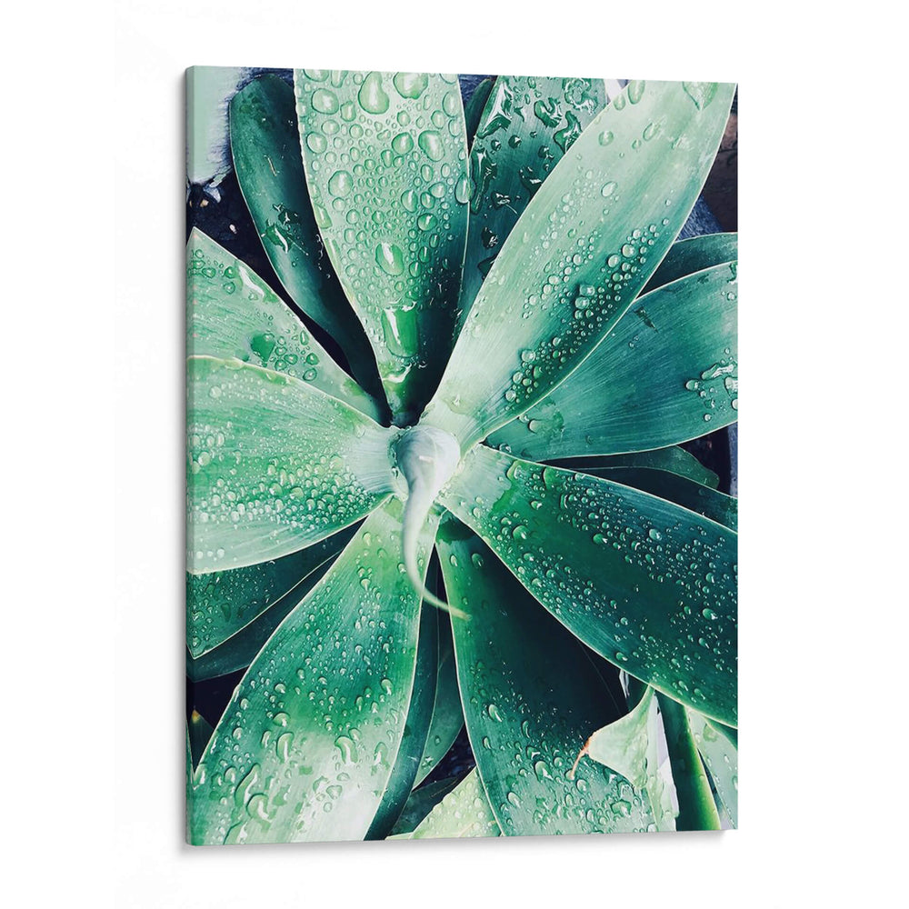 Suculento Tropical Verde Iii - Irena Orlov | Cuadro decorativo de Canvas Lab