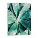 Suculento Tropical Verde Iii - Irena Orlov | Cuadro decorativo de Canvas Lab