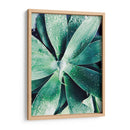 Suculento Tropical Verde Iii - Irena Orlov | Cuadro decorativo de Canvas Lab