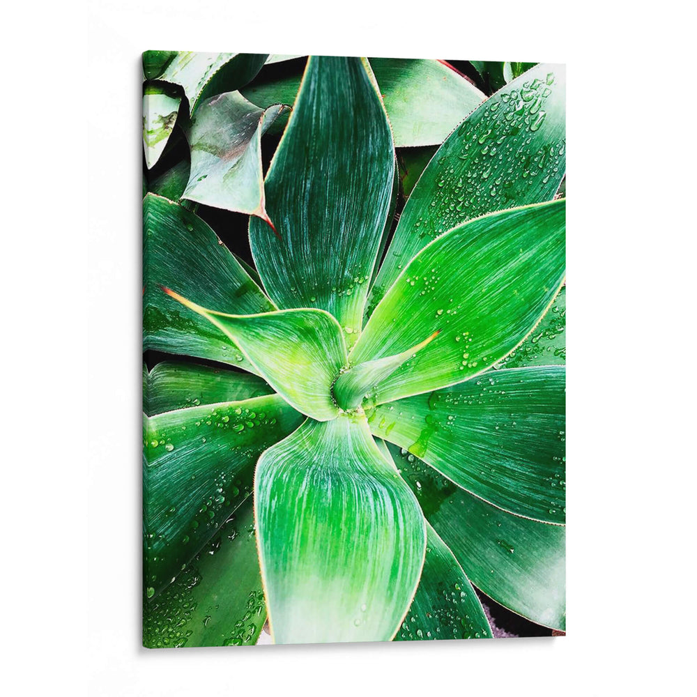 Verde Tropical Suculento Iv - Irena Orlov | Cuadro decorativo de Canvas Lab