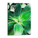 Verde Tropical Suculento Iv - Irena Orlov | Cuadro decorativo de Canvas Lab