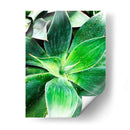 Verde Tropical Suculento Iv - Irena Orlov | Cuadro decorativo de Canvas Lab