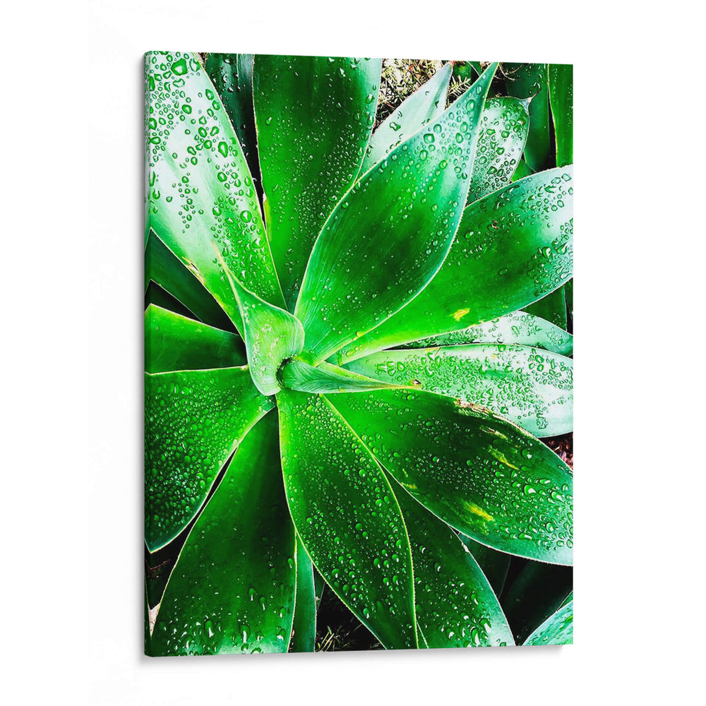 Verde Tropical Suculento V - Irena Orlov | Cuadro decorativo de Canvas Lab