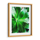 Verde Tropical Suculento V - Irena Orlov | Cuadro decorativo de Canvas Lab