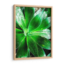 Verde Tropical Suculento V - Irena Orlov | Cuadro decorativo de Canvas Lab