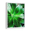 Verde Tropical Suculento V - Irena Orlov | Cuadro decorativo de Canvas Lab