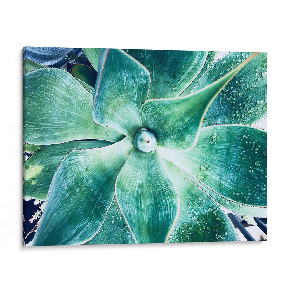 Verde Tropical Suculento Vii - Irena Orlov | Cuadro decorativo de Canvas Lab