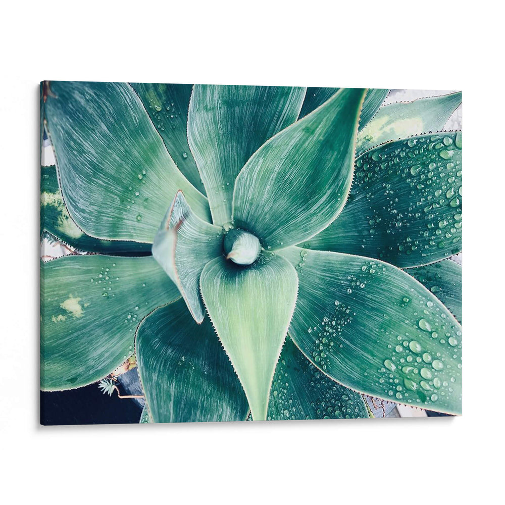 Verde Tropical Suculento Viii - Irena Orlov | Cuadro decorativo de Canvas Lab