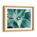 Verde Tropical Suculento Viii - Irena Orlov | Cuadro decorativo de Canvas Lab