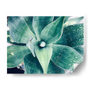 Verde Tropical Suculento Viii - Irena Orlov | Cuadro decorativo de Canvas Lab