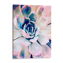 Belleza Suculenta Pastel Ii - Irena Orlov | Cuadro decorativo de Canvas Lab