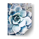 Belleza Suculenta Pastel Iii - Irena Orlov | Cuadro decorativo de Canvas Lab