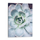 Belleza Suculenta Pastel Iv - Irena Orlov | Cuadro decorativo de Canvas Lab
