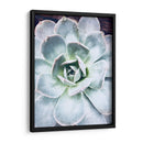 Belleza Suculenta Pastel Iv - Irena Orlov | Cuadro decorativo de Canvas Lab