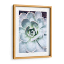 Belleza Suculenta Pastel Iv - Irena Orlov | Cuadro decorativo de Canvas Lab