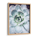 Belleza Suculenta Pastel Iv - Irena Orlov | Cuadro decorativo de Canvas Lab