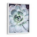 Belleza Suculenta Pastel Iv - Irena Orlov | Cuadro decorativo de Canvas Lab