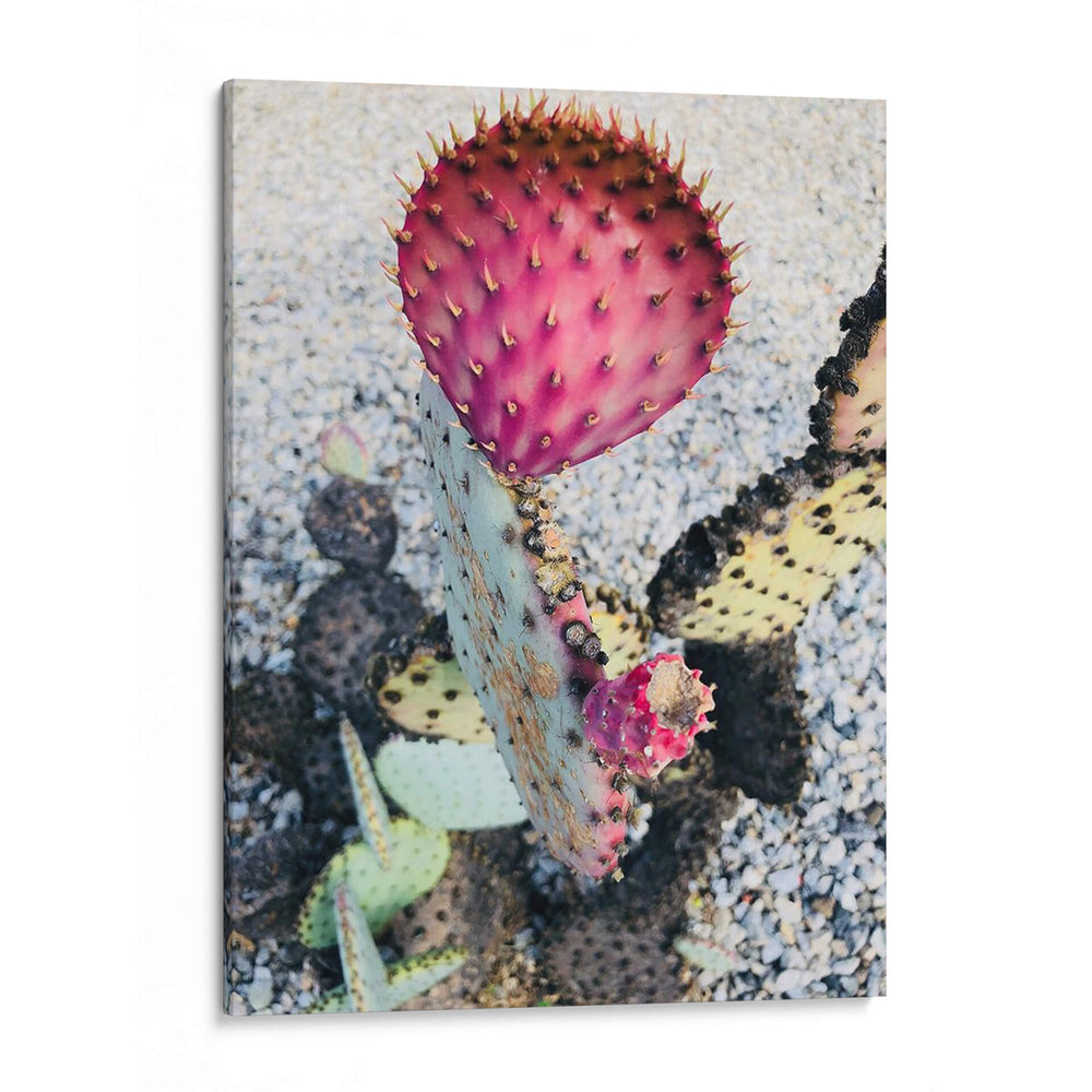 Cactus Amarillo Rosa I - Irena Orlov | Cuadro decorativo de Canvas Lab