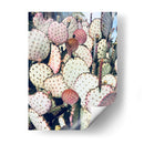 Cactus Amarillo Rosa Iv - Irena Orlov | Cuadro decorativo de Canvas Lab