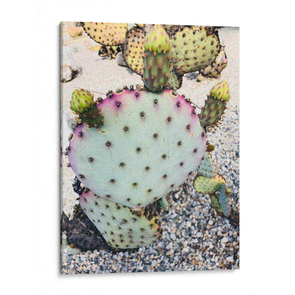 Cactus Verde Rosa I - Irena Orlov | Cuadro decorativo de Canvas Lab