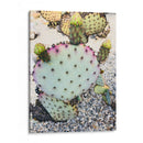 Cactus Verde Rosa I - Irena Orlov | Cuadro decorativo de Canvas Lab