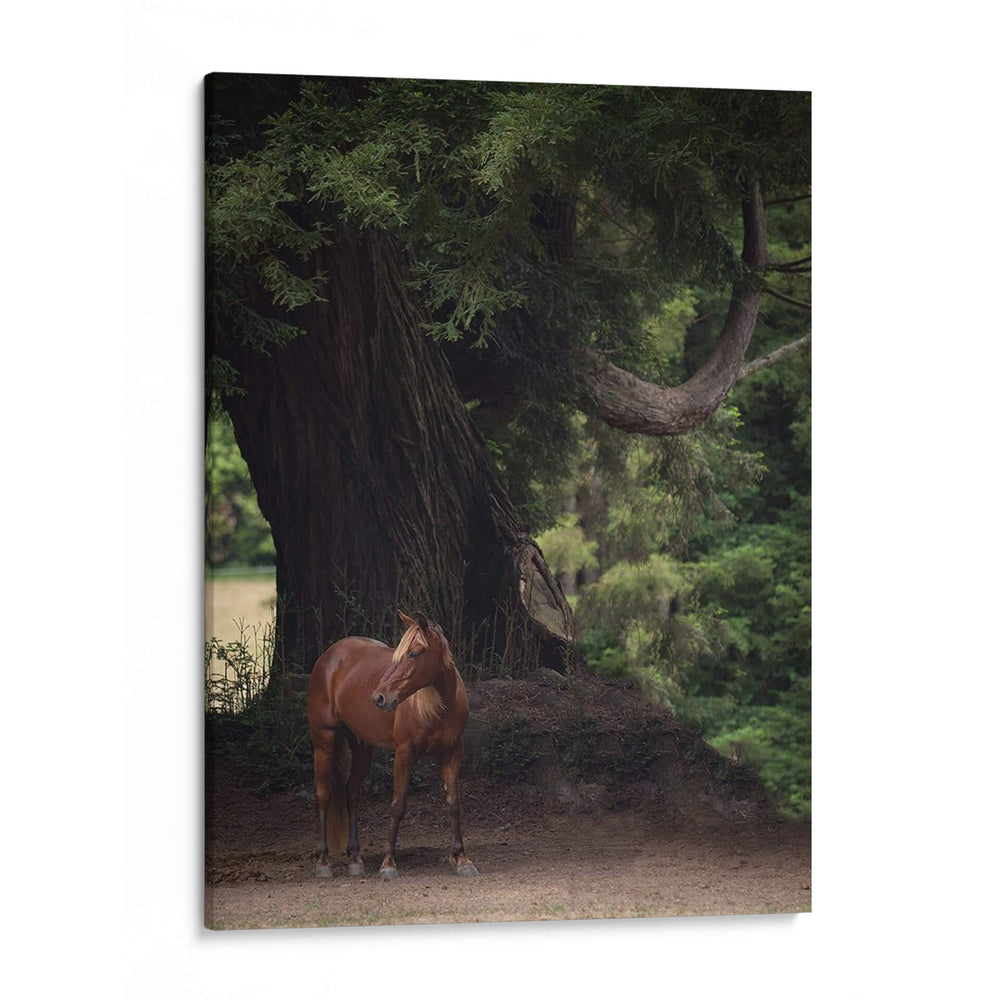 Caballo En Los Árboles Ii - Allen Friedlander | Cuadro decorativo de Canvas Lab