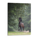 Caballo En Los Árboles Iii - Allen Friedlander | Cuadro decorativo de Canvas Lab