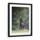 Caballo En Los Árboles Iii - Allen Friedlander | Cuadro decorativo de Canvas Lab