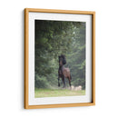 Caballo En Los Árboles Iii - Allen Friedlander | Cuadro decorativo de Canvas Lab